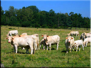 Gite de Croze en Bourgogne